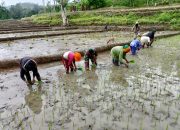 Lakukan Pendampingan Di Wilayah Binaan, Anggota Satgaster Kodim Belu Bantu Petani Tanam Padi