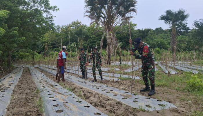 Satgas Pamtas RI-RDTL Pos Asulait Yonif 741/GN Bantu Warga Tingkatan Ketahanan Pangan Di Daerah Perbatasan